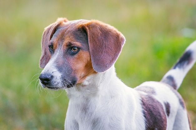 Cão de raça estoniana ansioso