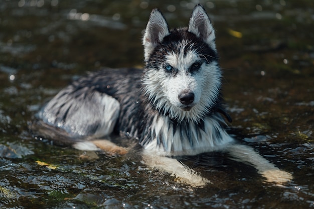 Cão de raça husky com olhos multi-coloridas devido a heterocromia.