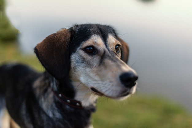 Cão de raça Husky e Spaniel Inglês