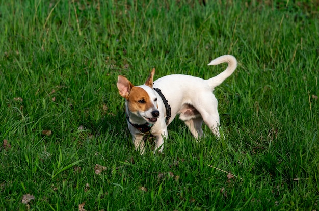 Cão de raça Jack Russell Terrier na floresta na grama verde em um arnês colorido, fica na grama verde e desvia o olhar, apertando os olhos