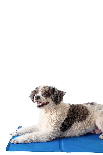 Cão de raça mista bonito deitado no tapete legal olhando para cima no fundo branco isolado