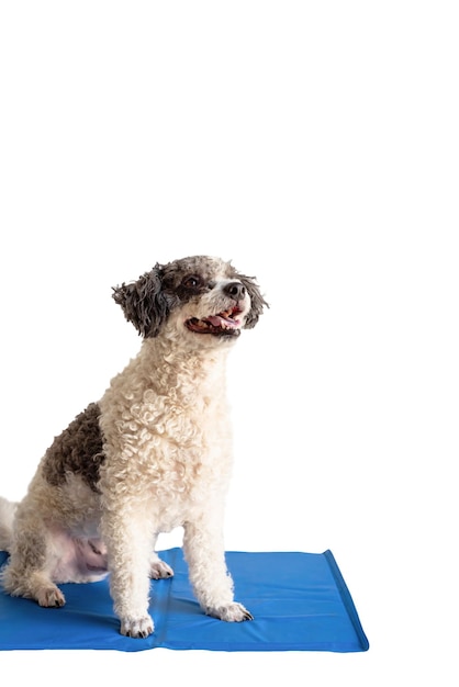 Cão de raça mista bonito sentado no tapete legal olhando para cima no fundo branco isolado