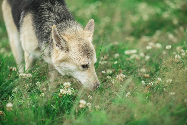 Cão de raça mista cheirando grama