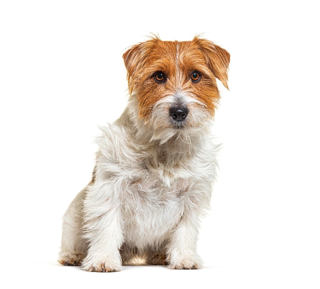 Foto cão de raça mista com jack russell terrier sentado isolado em branco