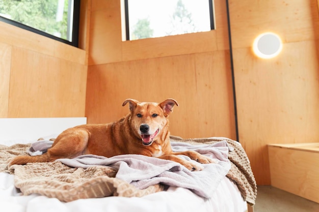 Cão de raça mista de gengibre feliz na cama