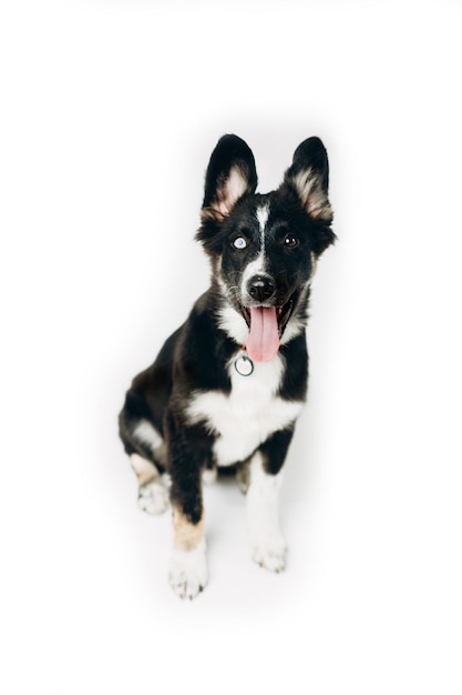 Foto cão de raça mista heterocromia em fundo branco olhos azuis e castanhos animal de estimação feliz sem teto