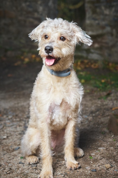 Foto cão de raça mista sentado ao ar livre