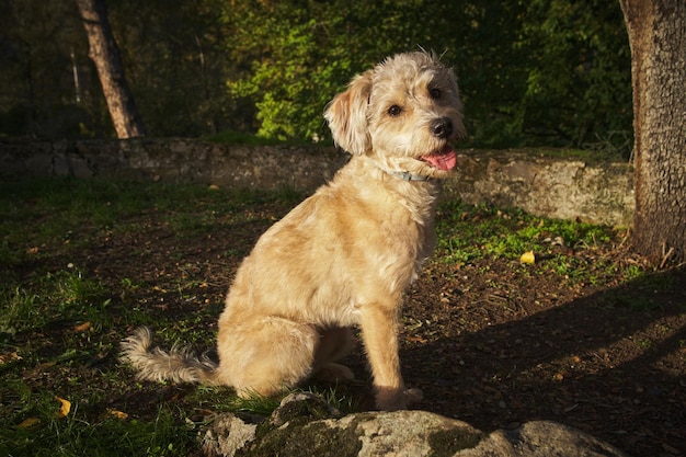 Foto cão de raça mista sentado ao ar livre