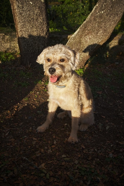 Cão de raça mista sentado ao ar livre