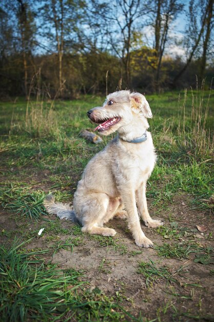 Foto cão de raça mista sentado ao ar livre