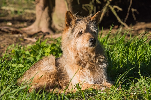 Cão de raça mista vermelha foge do calor na sombra da grama verde