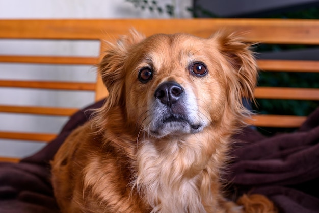 cão de raça mista