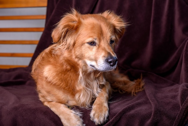 cão de raça mista