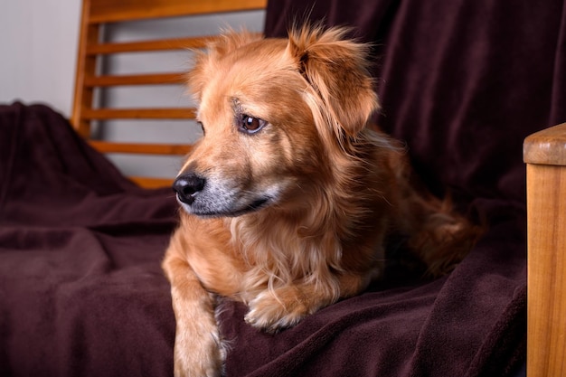 cão de raça mista