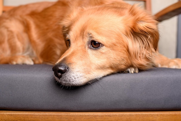 cão de raça mista