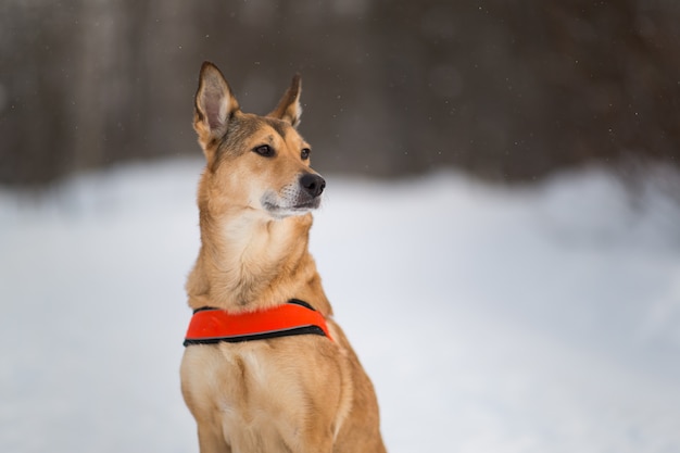 Cão de raça misturada bonito andando em um parque. Vira-lata na neve