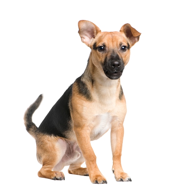 Cão de raça misturada entre um jack russel e um pinscher com 7 meses.