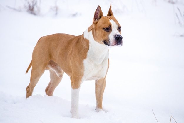 Cão de raça pit bull terrier na natureza no inverno. foto de alta qualidade