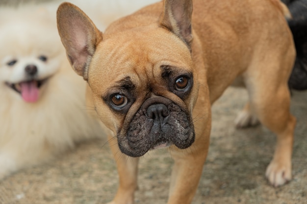 Cão de raça pug bela cor marrom