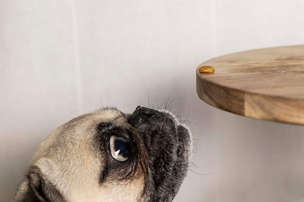 Cão de raça Pug com rosto adorável tentando pegar comida. Cão olhando para comida. Cachorro comendo.