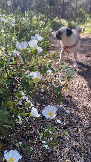 Cão de raça pug e flores de rosa de jara na espanha cães e flores no campo