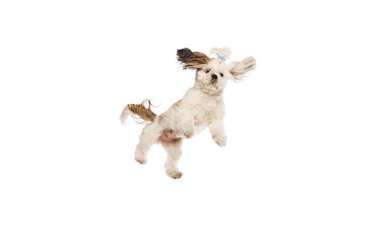 Foto cão de raça pura adorável ativo shih tzu em movimento jogando correndo saltando isolado em estúdio branco