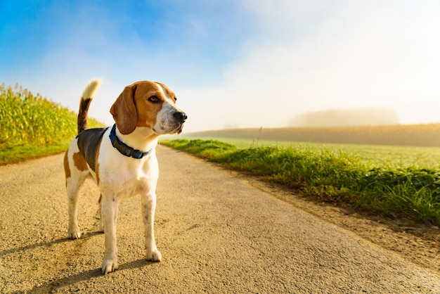 Cão de raça pura beagle ao ar livre na natureza em uma estrada de asfalto rural para a floresta entre campos dia ensolarado nascer do sol no campo