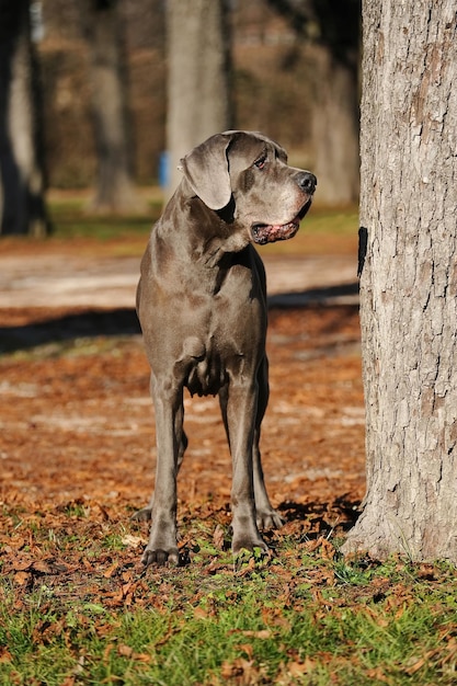 Cão de raça pura da Dinamarca