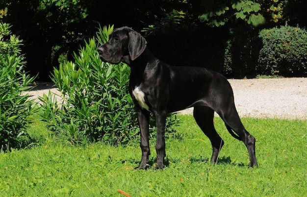 Cão de raça pura da Dinamarca