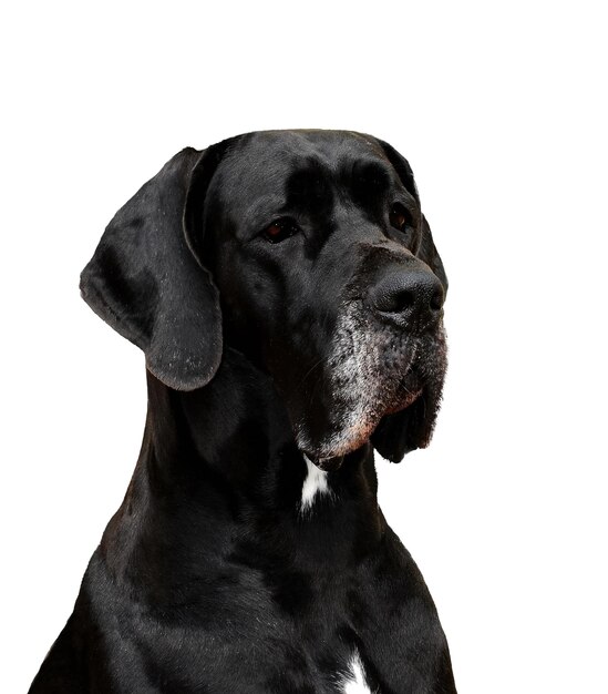 Cão de raça pura da Dinamarca