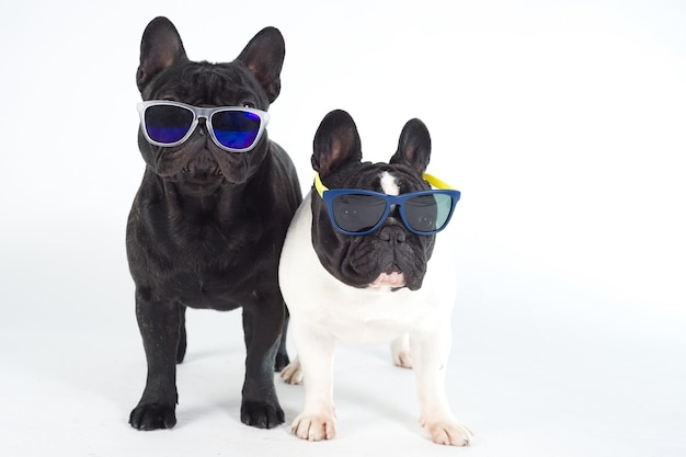 Cão de raça pura de dois buldogues franceses com óculos de sol