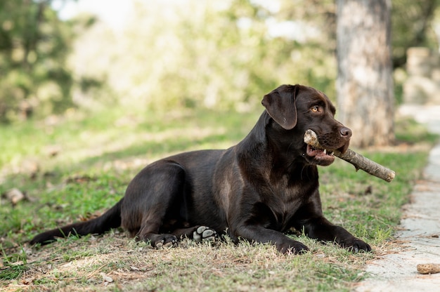 Cão de raça pura deitado na grama, pagando com vara. Labrador chocolate cortando madeira.