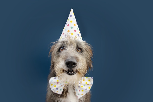 Cão de raça pura feliz comemorando aniversário ou carnaval usando chapéu de festa e gravata borboleta. Isolado na superfície azul.