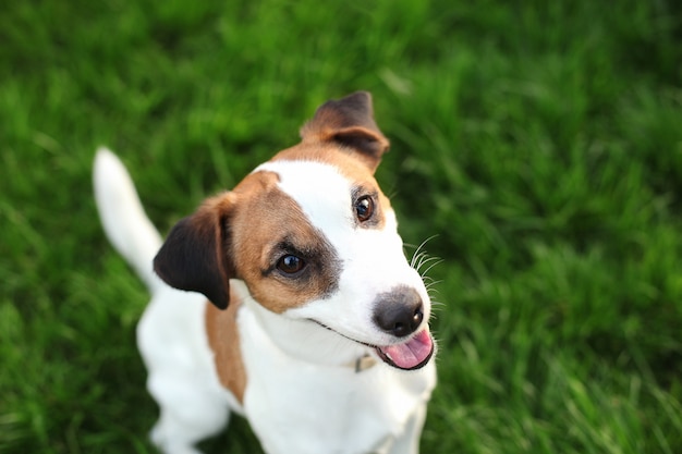 Cão de raça pura Jack Russell Terrier ao ar livre na natureza na grama. Retrato do close-up de um cachorro feliz sentado em um parque. Cachorro Jack Russell Terrier sorrindo na grama. Animais de estimação, amizade, confiança. Copiar sp