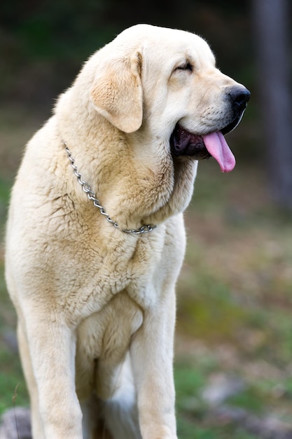 Cão de raça pura mastim espanhol com casaco de cor amarela em pé na grama