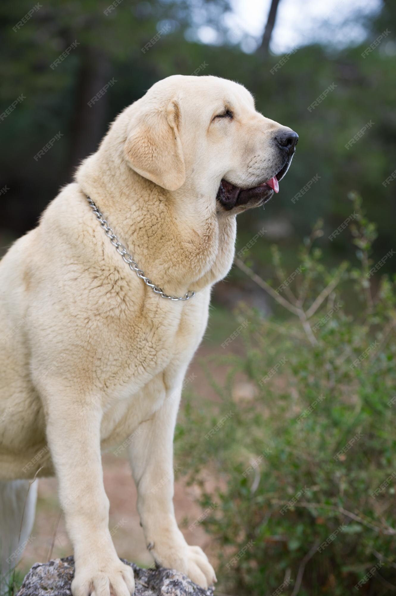 Curso de espanhol - De Mala e Dog