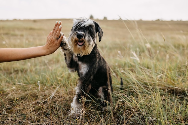 Cão de raça pura Schnauzer em miniatura dando um "high five"