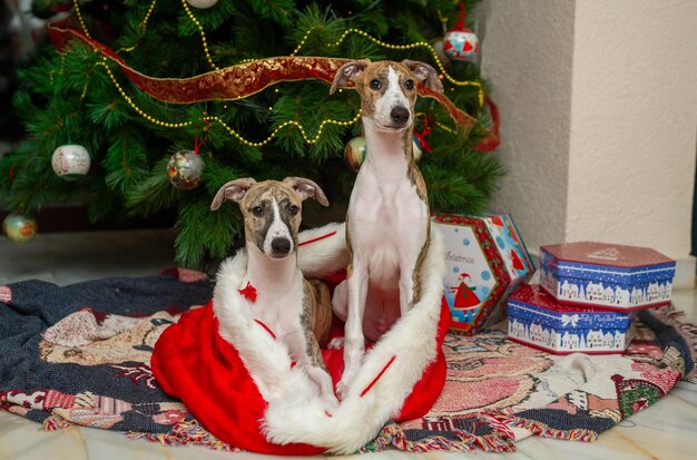 Foto cão de raça pura whippets ao pé da árvore de natal ao lado de caixas de presente