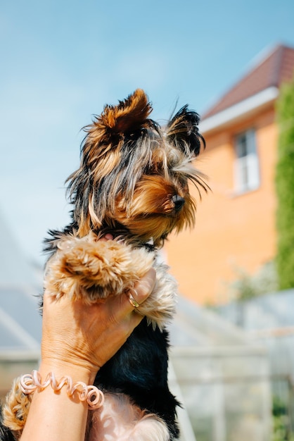 Cão de raça pura yorkshire terrier ao ar livre filhote de cachorro engraçado nas mãos do dono olhando para longe