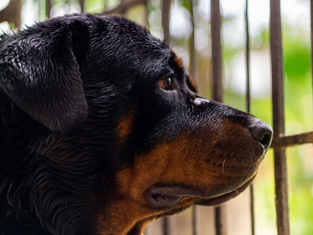 Cão de raça Rottweiler, olhando através do portão