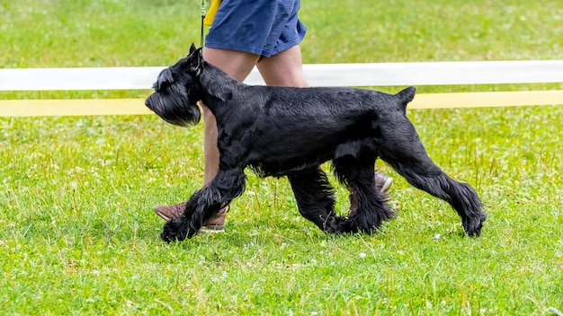 Cão de raça schnauzer gigante com seu dono no parque durante uma caminhada, passeando com cães