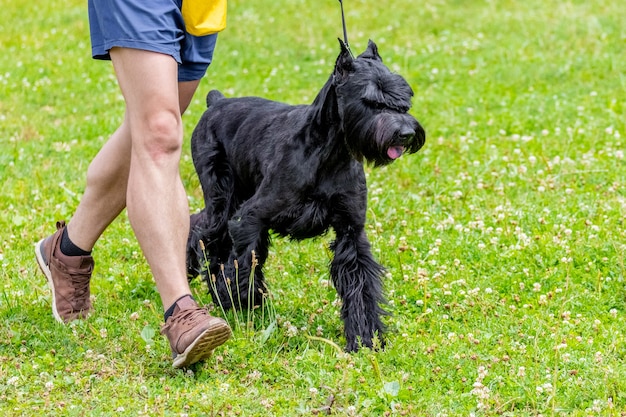 Cão de raça schnauzer gigante com seu dono no parque durante uma caminhada, passeando com cães