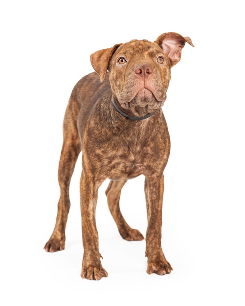 Cão de raça Shar Pei e Pit Bull em pé