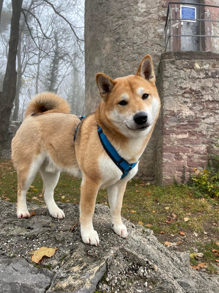Foto cão de raça shiba inu marrom bonito com um colar em uma rocha no parque no outono
