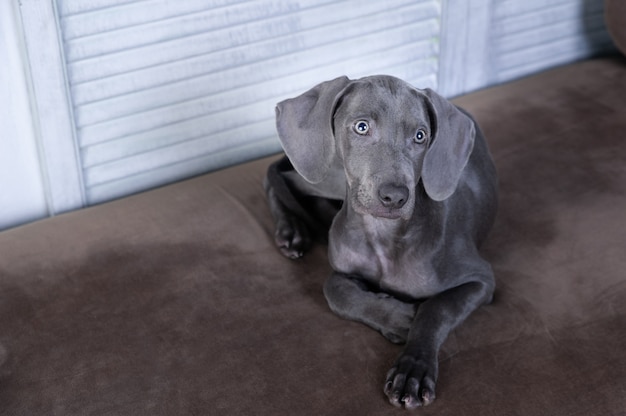 Cão de raça Weimaraner.