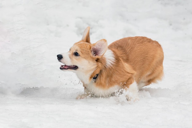 Cão de raça Welsh Corgi Pembroke corre pela neve