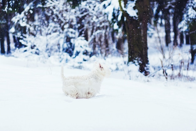 Cão de raça west highland white terrier caminhando na floresta de inverno, correr e brincar ao ar livre