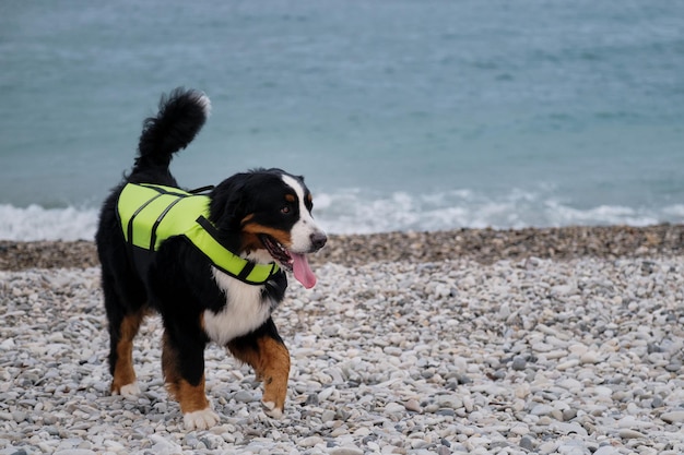 Cão de resgate caminha pela praia e monitora cuidadosamente a ordem e a segurança Cão de montanha bernês