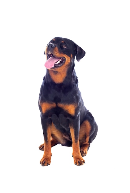 Cão de rottweiler adulto