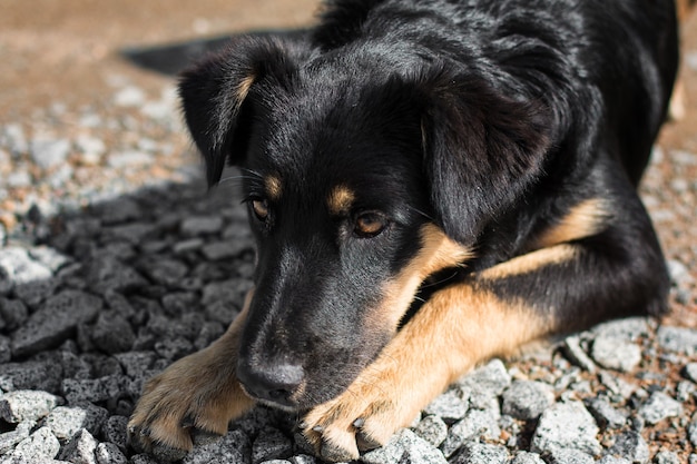 Cão de rua abandonado sem-teto na rua Cão triste e solitário na estrada local